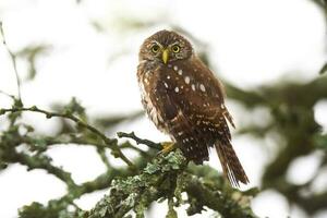 eisenhaltig Pygmäe Eule, Glaucidium Brasilianum, calden Wald, la Pampa Provinz, Patagonien, Argentinien. foto