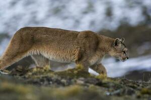 Puma Gehen im Berg Umfeld, torres del paine National Park, Patagonien, Chile. foto