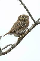 eisenhaltig Pygmäe Eule, Glaucidium Brasilianum, calden Wald, la Pampa Provinz, Patagonien, Argentinien. foto