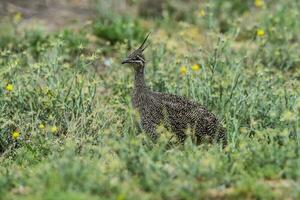 elegant mit Haube tinamu, Eudromie elegans, Pampas Wiese Umfeld, la Pampa Provinz, Patagonien, Argentinien. foto