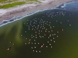 Flamingos im Patagonien , Antenne Aussicht foto