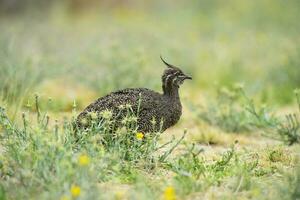 elegant mit Haube tinamu, Eudromie elegans, Pampas Wiese Umfeld, la Pampa Provinz, Patagonien, Argentinien. foto