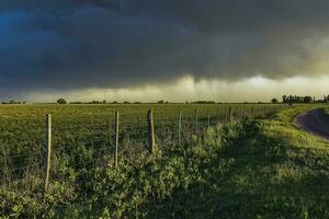 stürmisch Himmel fällig zu Regen im das Argentinien Landschaft, la Pampa Provinz, Patagonien, Argentinien. foto