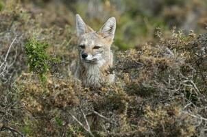 Pampas grau Fuchs im Pampas Gras Umfeld, la Pampa Provinz, Patagonien, Argentinien. foto