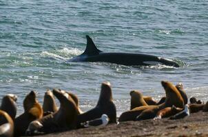 Mörder Wal Jagd Meer Löwen auf das paragonisch Küste, Patagonien, Argentinien foto