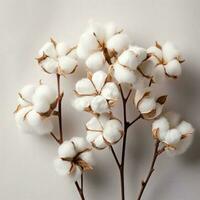 Baumwolle Blumen auf Weiß foto