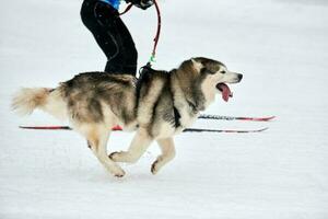 skijöring hundesport rennen foto