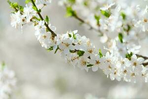 Weiß Pflaume Blüte, schön Weiß Blumen von Prunus Baum im Stadt Garten, detailliert Makro foto