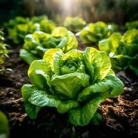 Grüner Salat wachsend im das Garten ai generiert foto