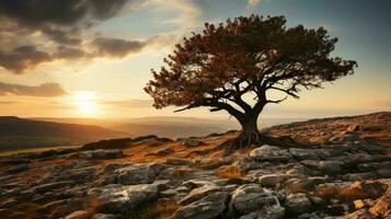 Baum auf Hügel mit das Sonnenuntergang ai generiert foto