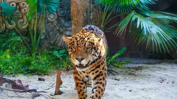 ein Leopard, Panthera Pardus, ging Gerade voraus mit ein Blendung foto