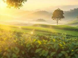 Tee Plantage Landschaft Über verschwommen Berg Sonnenuntergang warm Licht Hintergrund. ai generiert foto