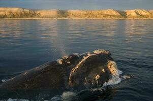 groß Wal Springen im das Wasser foto