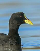 schwarze Ente schwimmen foto