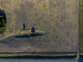 lenkt gefüttert mit natürlich Gras, Pampas, Argentinien foto