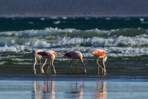 Flamingos Herde, Patagonien, Argentinien foto