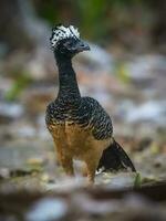 nackt konfrontiert Curassow, im ein Urwald Umfeld, pantanal Brasilien foto