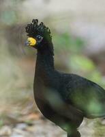 nackt konfrontiert Curassow, im ein Urwald Umfeld, pantanal Brasilien foto