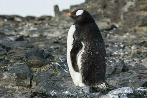 Gentoo Pinguin, Hannah Punkt, Antarktis foto