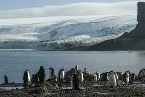 Gentoo Pinguin, Hannah Punkt, Antarktis foto