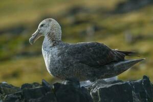 antartisch Riese Sturmvogel, hannah Punkt, Livingston Insel, Süd Shetlandinseln , antrica foto