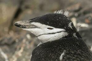Kinnriemen Pinguin, Paulet Insel, Antarktis, wissenschaftlich Name: Pygoscelis Antarktis foto