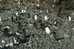 Gentoo Pinguin, Antarktis foto