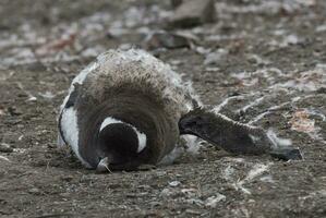 Gentoo Pinguin, Hannah Punkt, Antarktis foto