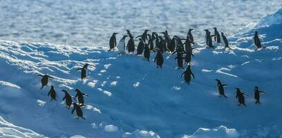 Gentoo Pinguin, Pygoscelis Papua, auf Eisberg, Antarktis foto