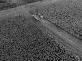 Sorghum Ernte, im la Pampa, Argentinien foto