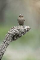 Bucht geflügelt Cowbird foto