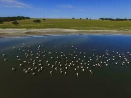 Flamingos im Patagonien, Antenne Ansicht, Argentinien foto