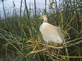 das Vieh Reiher, bubulcus Ibis, nisten, la Pampa Provinz, Patagonien, Argentinien foto