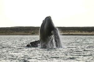 Wal Springen im Halbinsel Valdes,, Patagonien, Argentinien foto