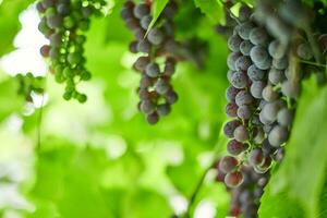 Reihe von roten Trauben auf dem Weinberg. Tafelrote Traube mit grünen Weinblättern. Herbsternte von Trauben zur Herstellung von Wein, Marmelade und Saft. Sonniger Septembertag. foto