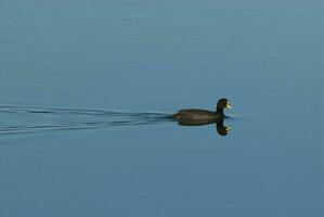 schwarze Ente schwimmen foto