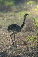 Rhea Americana im das Argentinier Pampas foto