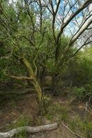 calden Wald Landschaft, geoffraea decorticans Pflanzen, la Pampa Provinz, Patagonien, Argentinien. foto