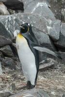 Kaiser Pinguin, Aptenodytes Forsteri, im Hafen Lockroy, goudiger Insel, Antarktis. foto