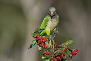 Sittich thront auf ein Busch mit rot Beeren , la Pampa, Patagonien, Argentinien foto