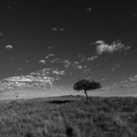 Pampas Gras Landschaft, la Pampa Provinz, Patagonien, Argentinien. foto