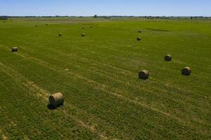 Gras Ballen, Gras Lager im la Pampa Landschaft, Patagonien, Argentinien. foto