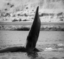 Wal Brust Flosse, Halbinsel Valdes,, Patagonien, Argentinien foto