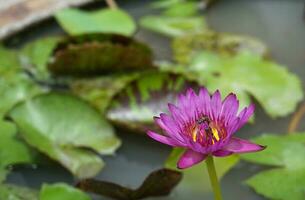 Rosa Lotus im das Lotus Becken. foto