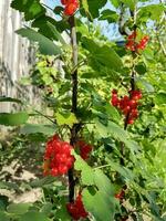 Ast mit Rote Johannisbeere Beeren im das Garten foto