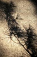 dunkler Schatten eines Baumes auf einer Betonwand