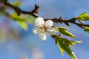 Natur im Frühling. ein Ast mit Weiß Frühling Blumen auf das Baum. ein blühen Baum. ein Blühen Landschaft Hintergrund zum ein Postkarte, Banner, oder Poster. foto