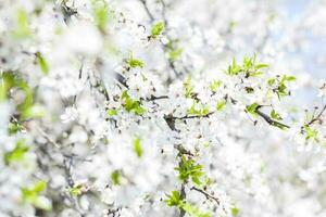 Natur im Frühling. ein Ast mit Weiß Frühling Blumen auf das Baum. ein blühen Baum. ein Blühen Landschaft Hintergrund zum ein Postkarte, Banner, oder Poster. foto