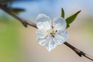 Natur im Frühling. ein Ast mit Weiß Frühling Blumen auf das Baum. ein blühen Baum. ein Blühen Landschaft Hintergrund zum ein Postkarte, Banner, oder Poster. foto