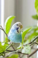 ein schön Blau Wellensittich sitzt ohne ein Käfig auf ein Haus Pflanze. tropisch Vögel beim heim. foto